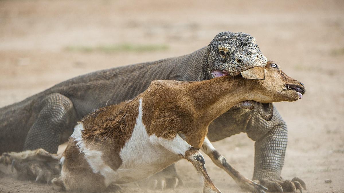 tierische massenjagden