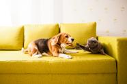 Cat Vs. Dog - Die Tiertherapie