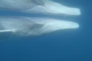 Pelagos - Welt der Wale