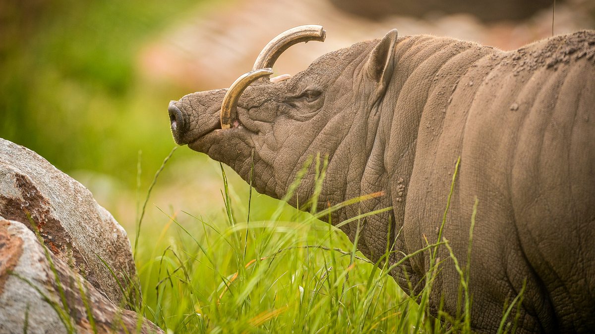 zoo und so - tierisch wild!