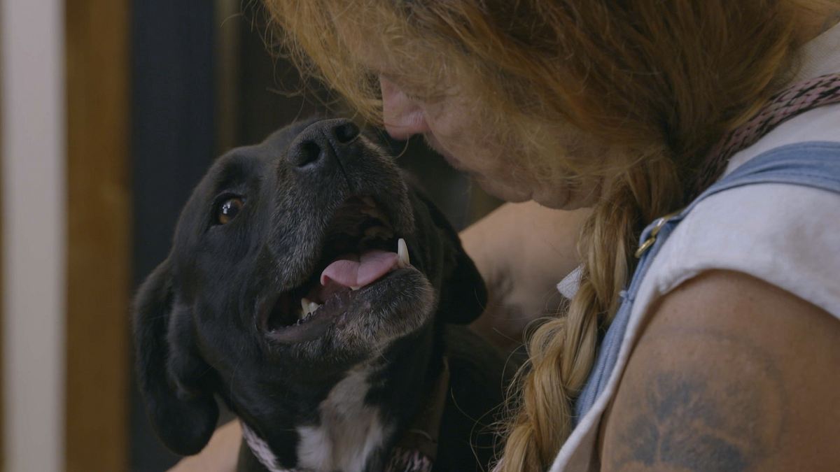Pitbulls auf Bewährung pitbulls auf bewährung