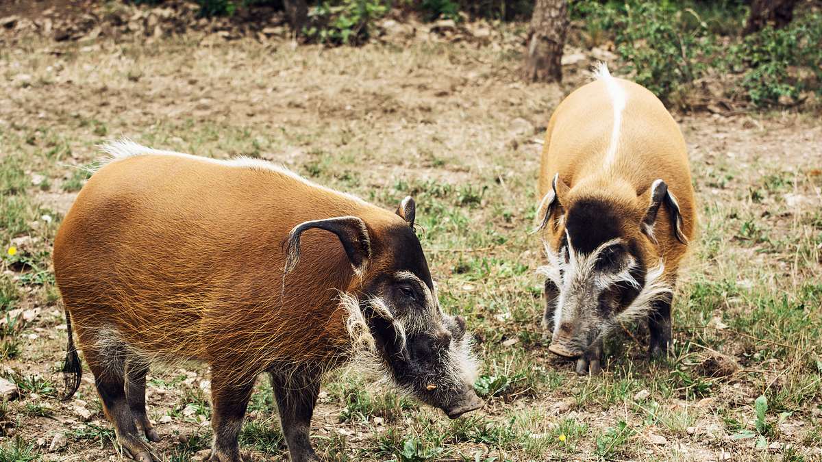 bronx zoo - tierpark der superlative