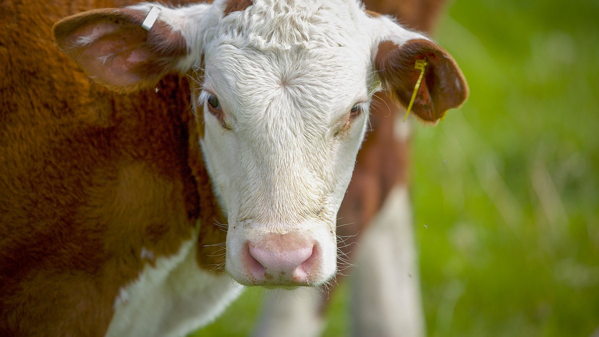 das verborgene leben der bauernhoftiere