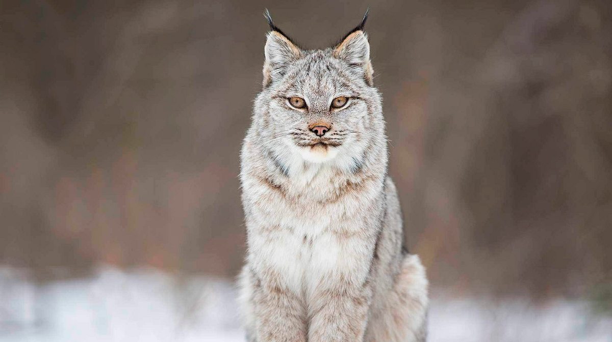 Ein Jahr in Kanadas Wildnis ein jahr in kanadas wildnis