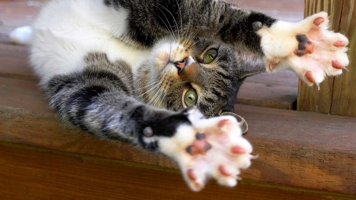 Die Superkräfte der Tiere die superkräfte der tiere