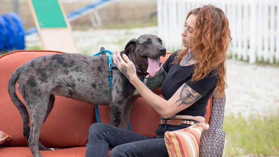 Pitbulls auf Bewährung pitbulls auf bewährung