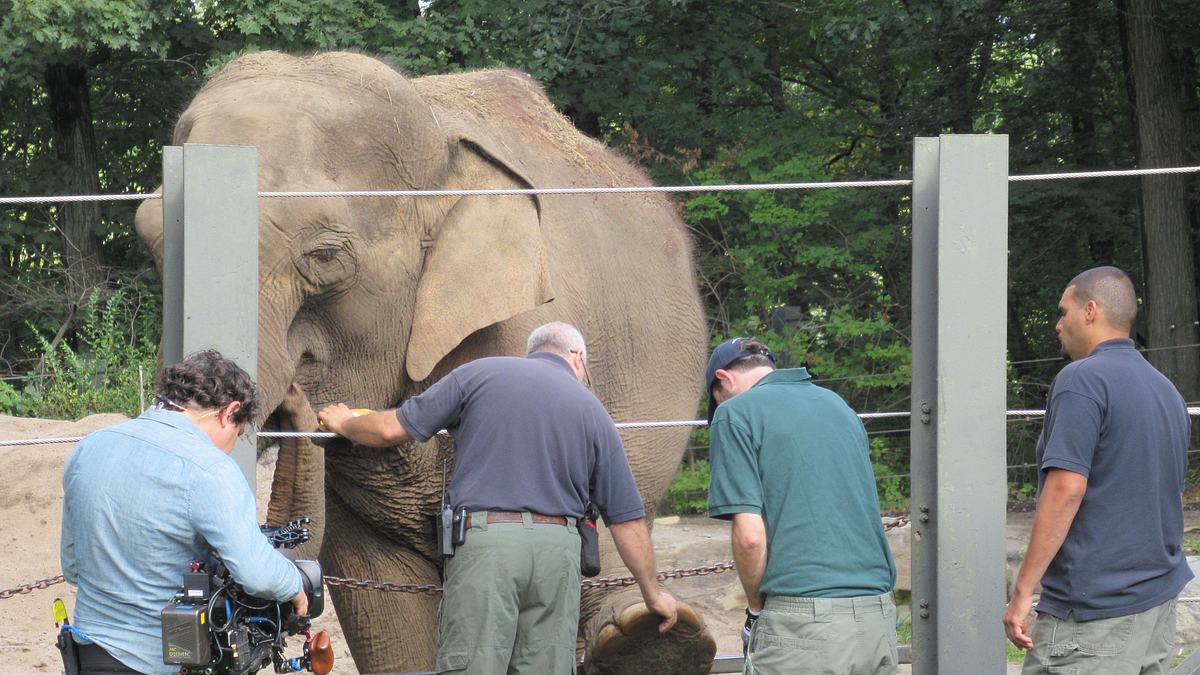 bronx zoo - tierpark der superlative