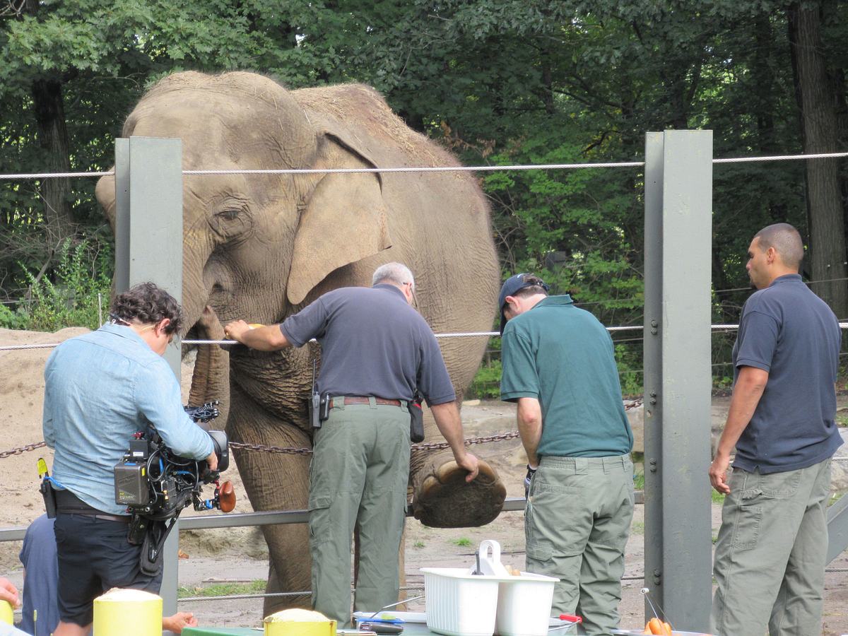 Bronx Zoo - Tierpark der Superlative bronx zoo - tierpark der superlative