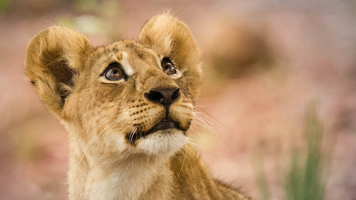 Wenn Tiere angreifen wenn tiere angreifen