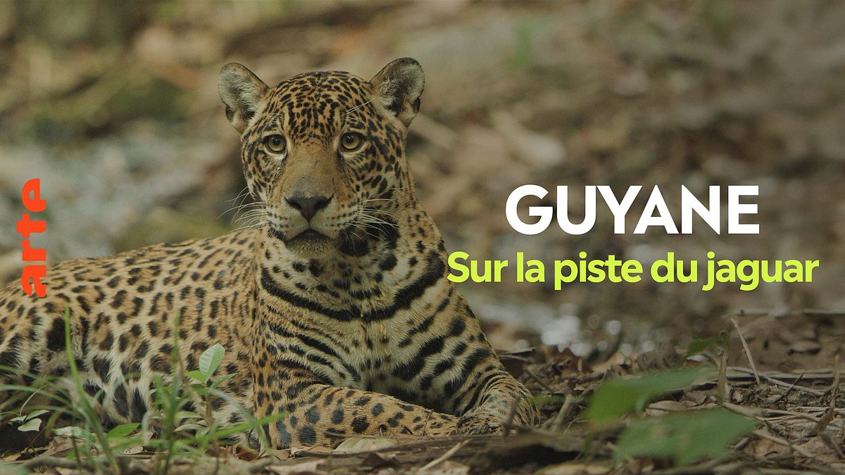 guyana - der weg des jaguars