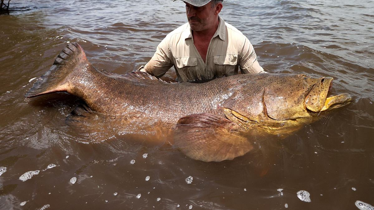 giganten unter wasser - riesenfischen auf der spur