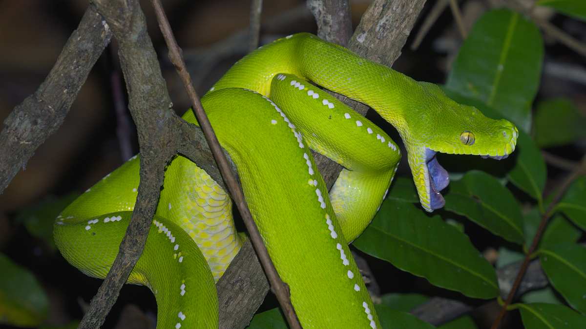 australiens uralte wildnis