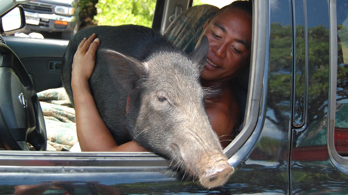 tierische freundschaften