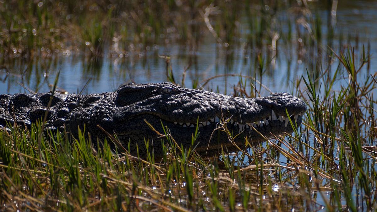 okavango: auf tauchgang mit den krokodilen