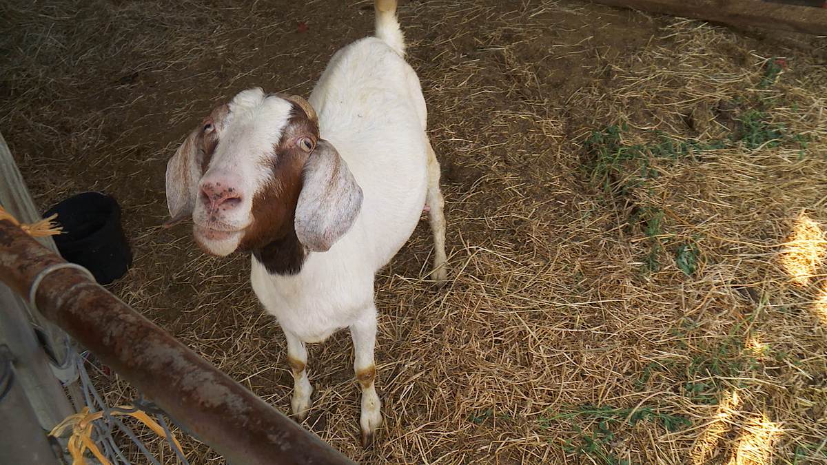 der unglaubliche dr. pol
