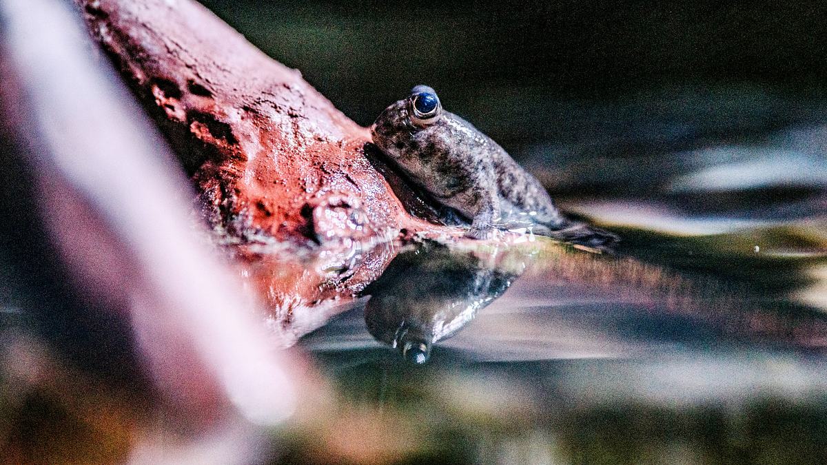 zoo und so - tierisch wild!