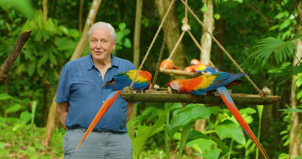 Das Leben in Farbe mit David Attenborough das leben in farbe mit david attenborough