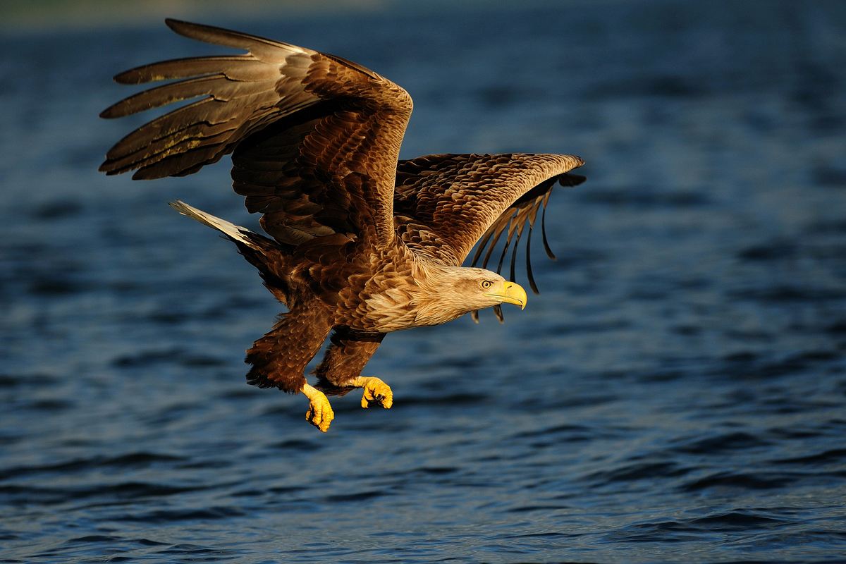 Seeadler hautnah seeadler hautnah