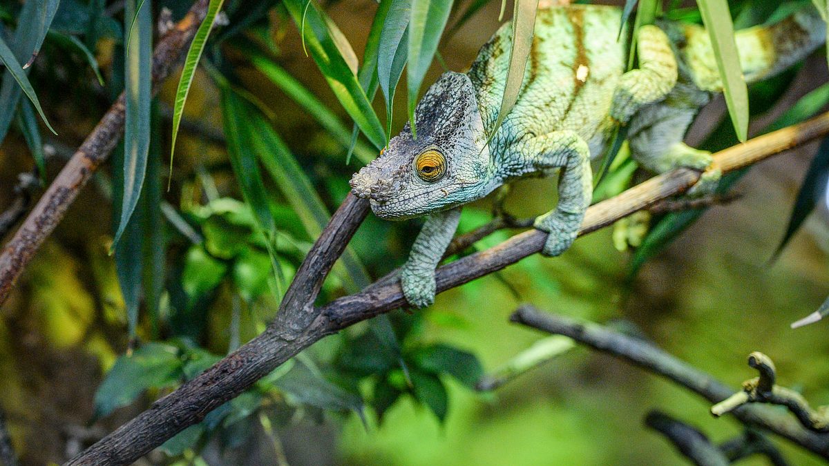 zoo und so - tierisch wild!