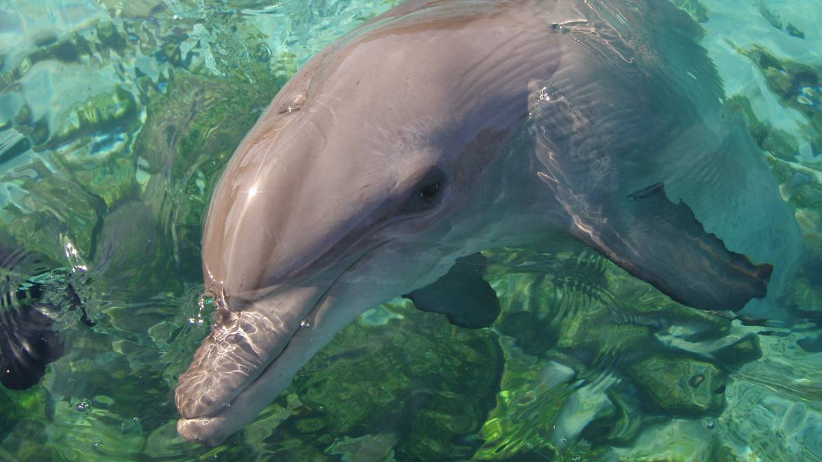 die delfin-schule