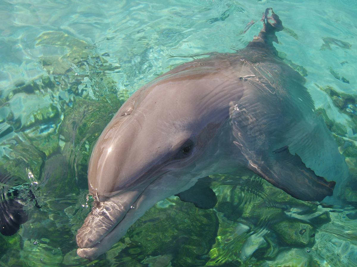 Die Delfin-Schule die delfin-schule