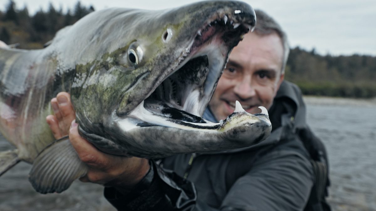 giganten unter wasser - riesenfischen auf der spur