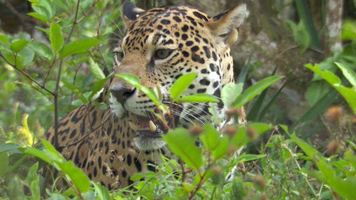 Der Jaguar - Herrscher des Dschungels der jaguar - herrscher des dschungels
