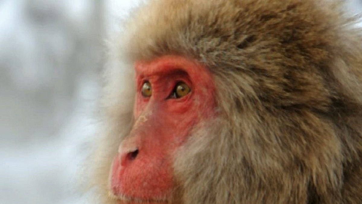 tierische freaks