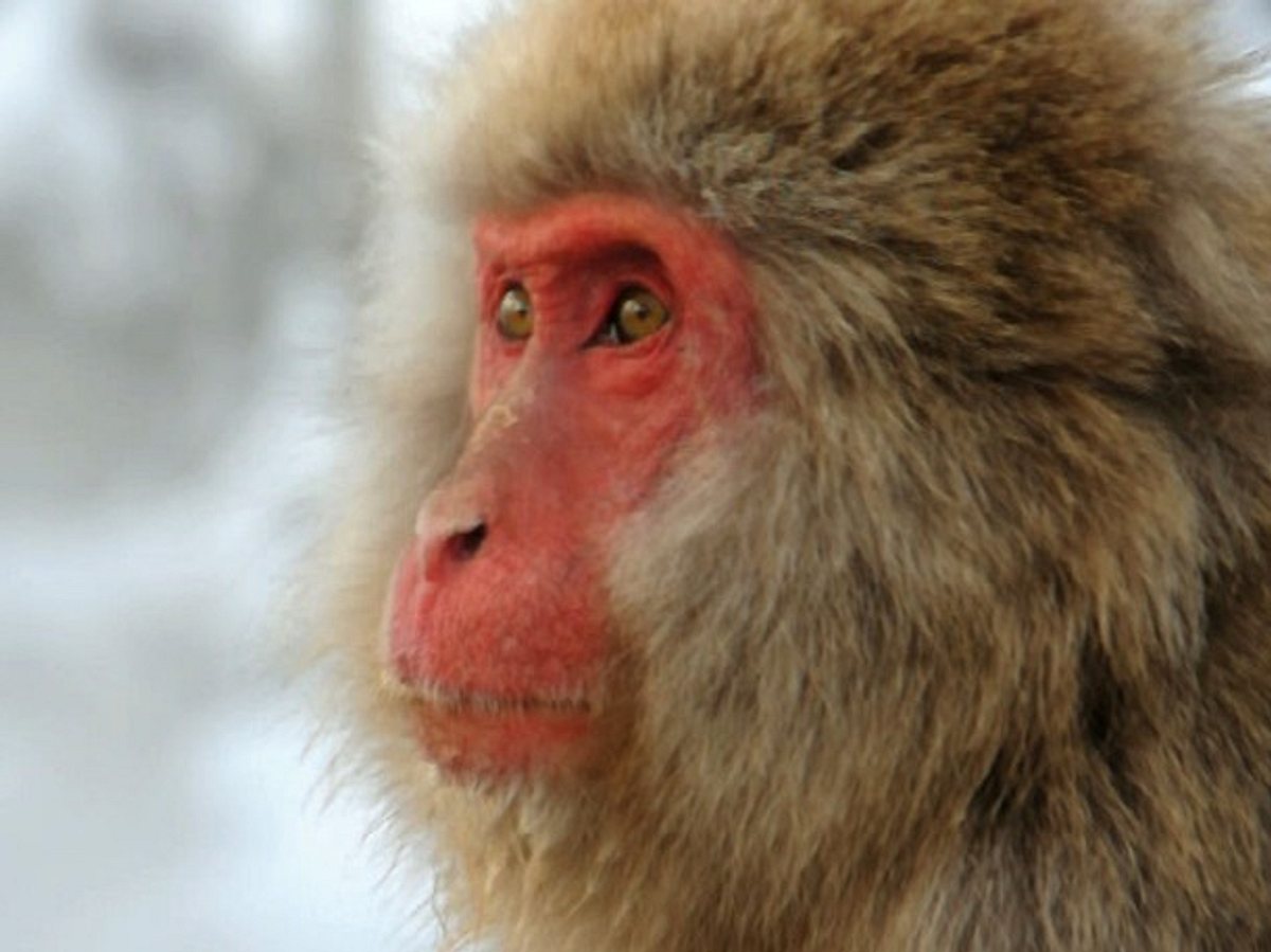 Tierische Freaks tierische freaks
