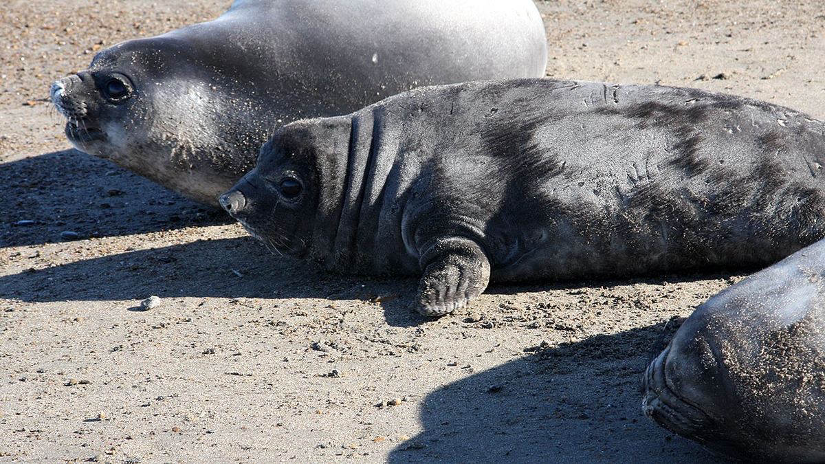 tierisch verliebt