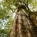 Phänomenale Natur Thumbnail