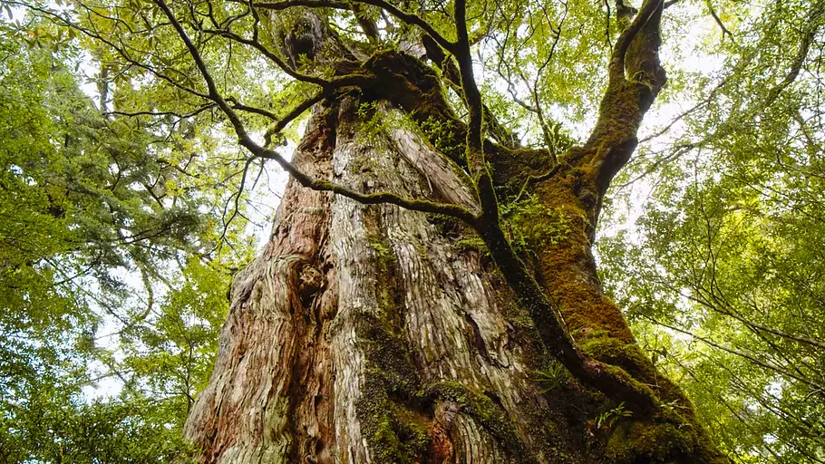 phänomenale natur