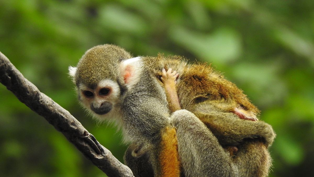bronx zoo - tierpark der superlative