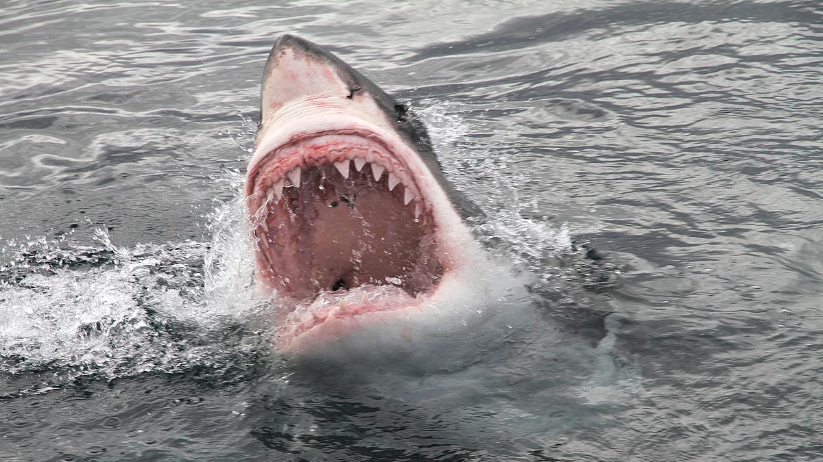 great white danger zone