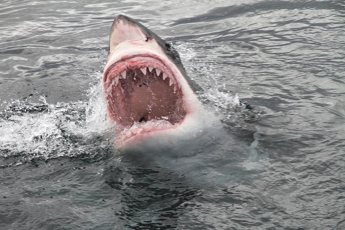 great white danger zone