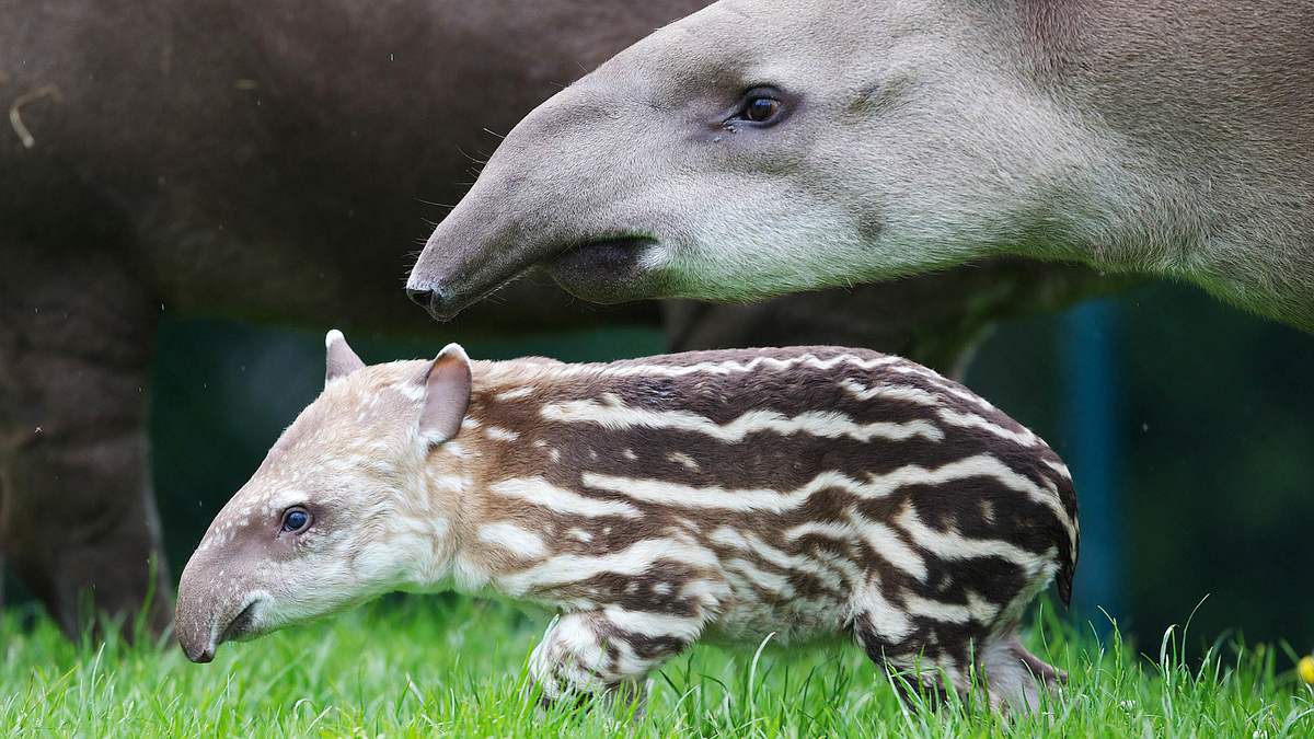 bronx zoo - tierpark der superlative