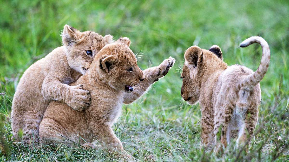 big cat tales - afrikas raubkatzen