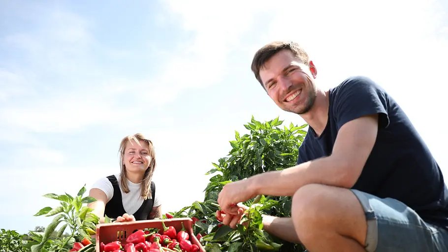 gut gewürzt - ingwer, paprika und rotes gold