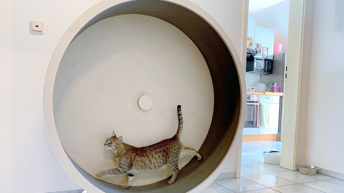 das geheime wesen der katzen