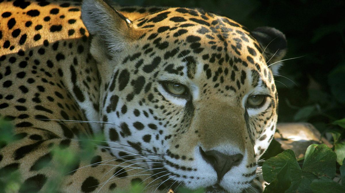 der jaguar - herrscher des dschungels
