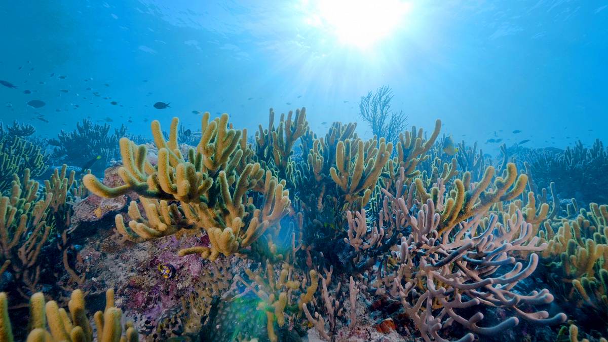 into the blue - indonesiens unterwasserparadiese