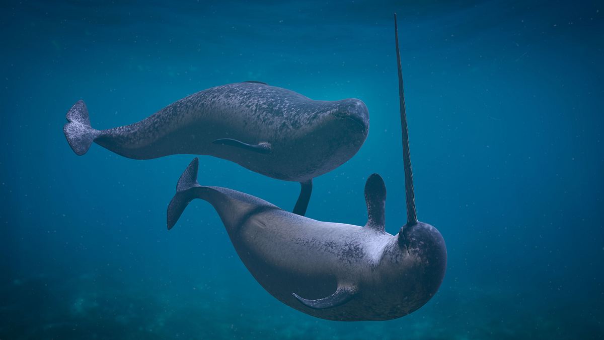 animal mysteries - unglaubliches tierverhalten
