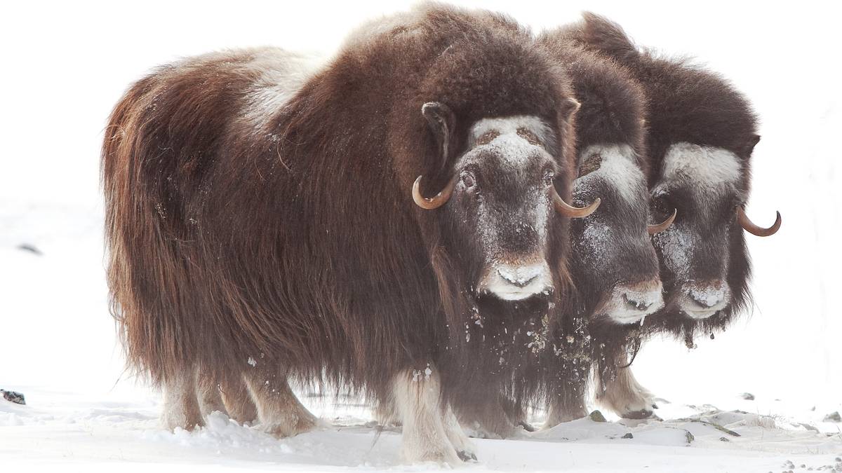 eisige tundra