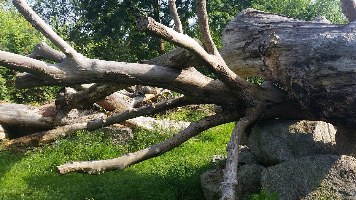 alpha-thema: projekt garten