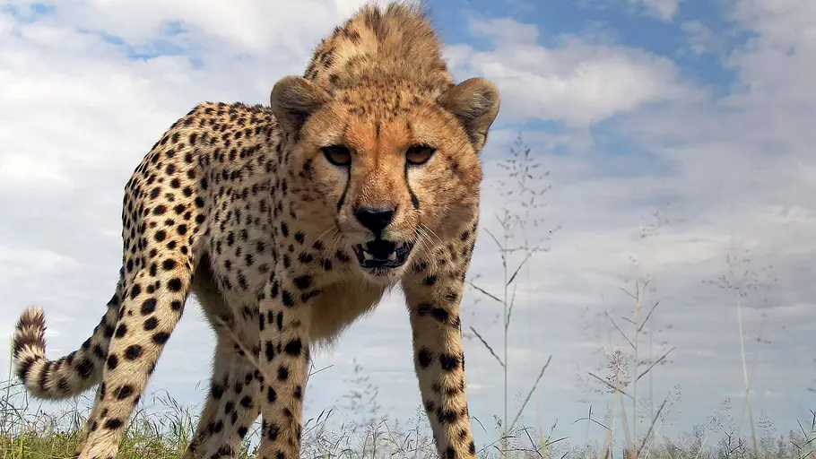 serengeti - wilde geschichten aus der savanne