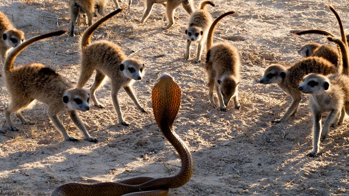der clan der erdmännchen