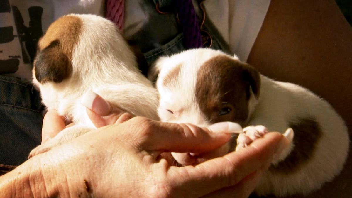 pitbulls auf bewährung