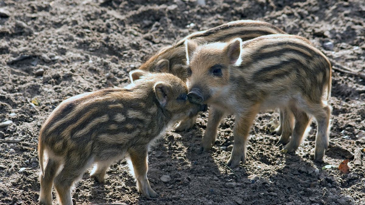 das erste jahr in der wildnis - tierkinder im norden