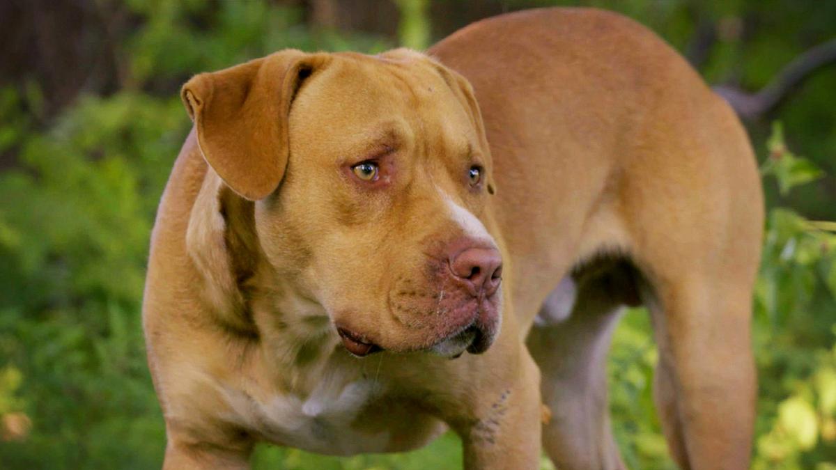 pitbulls auf bewährung
