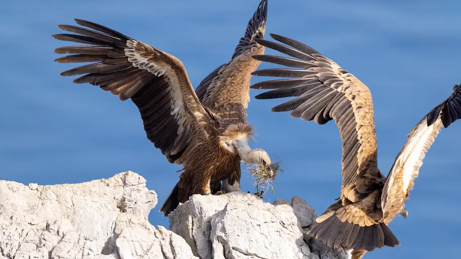 Kroatiens Küste - Endlos und wild kroatiens küste - endlos und wild